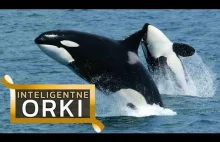 Orka – zabójca fok, rekinów i wielorybów