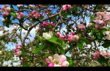 Relaksująca muzyka z widokiem pięknie kwitnącego sadu - 15 min. Na...