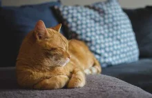 Dlaczego rude koty to przeważnie samce