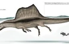Odkryte nowe kości sugerują, że Spinozaur jest jedynym znanym wodnym dinozaurem
