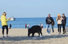 Dzik na plaży, śmieci i ptaki grzebiące w resztkach."Smutny obraz cywilizacji"