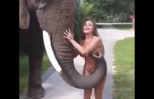 Erotyczny słoń vs Piękna Kobieta