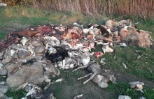 Przedsiębiorca wyrzucił dwie tony martwych zwierząt do lasu