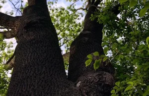 Stuletni jesion został uszkodzony. "Świadome działanie, żeby zabić drzewo"