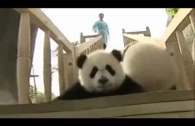 Słodkie pandy bawiące się na zjeżdżalni