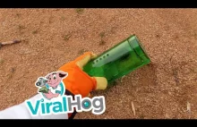 Humane Mousetrap Backfires Upon Release || ViralHog