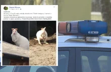Skradziono dwa białe kangury. Właściciele wyznaczyli nagrodę