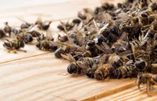Policja zatrzymała podejrzanego o otrucie 60 pszczelich rodzin