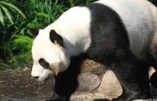 ZOO w Calgary deportuje pandy do Chin