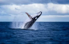 To najprawdopodobniej koniec wielorybnictwa w Islandii. Kutry nie wypłyną...