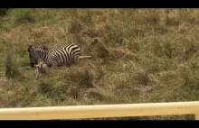 Zebra ratuje młode przed atakiem lwicy