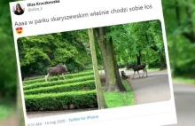 Po parku Skaryszewskim w Warszawie biega łoś