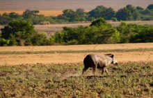 Tapiry pomogą w zalesieniu Amazonii. Wystarczy, że będą jeść, trawić i chodzić