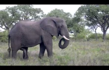 Słoń drapie się "drugą trąbą".
