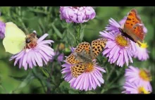 Kwiaty na ratunek trzmielom, pszczołom i motylom.