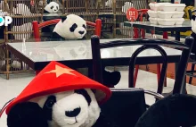 Pandy pomogą zachować bezpieczną odległość w restauracji w Bangkoku