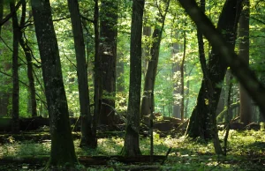 Leśny mikroklimat i strategie przystosowania roślin do późnych przymrozków