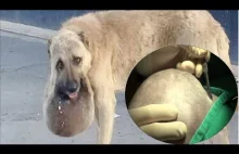 Bezpański pies z gigantycznym guzem na pysku