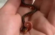 Słodki mały wężyk wcina dżdżownicę