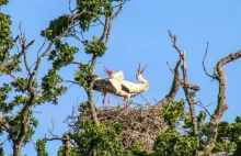 Wild white storks hatch in UK for first time in six centuries