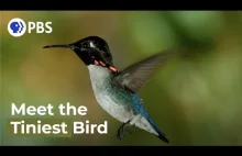 Poznajcie najmniejszego ptaka na świecie.