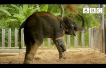 Słoń otrzymuje proteze nogi :-)
