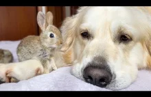 Przyjaźń międzygatunkowa, czyli Golden retriever, małe króliczki i papużka