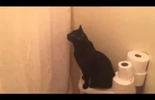 Kot wtóruje właścicielce która śpiewa pod prysznicem ヾ(๑・ω・)ﾉ"