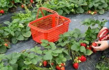 Zbiór truskawek - brakuje pracowników - owoce po od 20 od 34 zł/kg