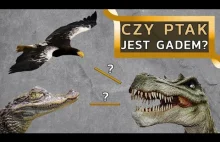 Czy ptak jest GADEM skoro jest dinozaurem?