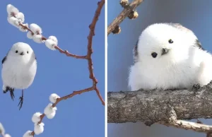 Ten japoński ptak wygląda jak bawełniany wacik "Jest wyjątkowy!"