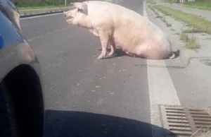 Leżajsk: Niepokorna świnia chciała żyć! UCIEKŁA z transportu do UBOJNI