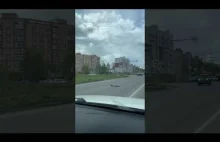 Kierowca przepuszcza kaczą rodzinę - wersja rosyjska