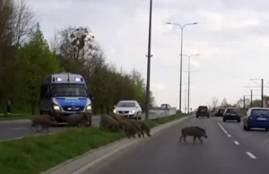 Policja pomaga dzikom dostać się na osiedle. Zaraz, co?