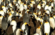Naukowcy doznali odlotu od gazu rozweselającego z guana pingwinów