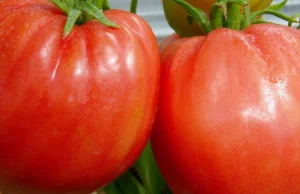 Bawole Serce: jak uprawiać w ogrodzie te jeden z najsmaczniejszych pomidorów