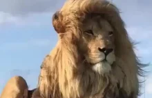 Majestatycznie prezentujący się lew z bujną grzywą na wietrze