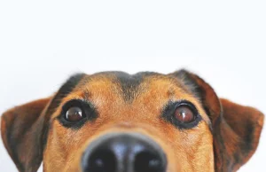 Psy i koty zakażone koronawirusem. Czy zwierzęta zarażają ludzi?