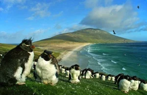 Wojna o pingwiny i owce na Falklandach, czyli Imperium kontratakuje