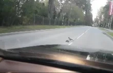 Wrona pomaga przejść jeżykowi przez jezdnie