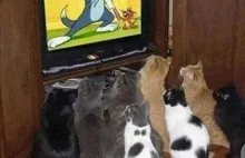 Koty też się uczą online. Zabawne zwierzęta.