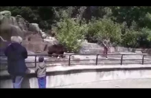 Pijany człowiek bije się z niedźwiedziem w warszawskim zoo