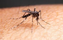 Co się stało z komarami w Polsce? Eksperci odpowiadają