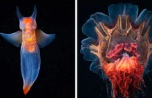 Piękno podwodnych stworzeń zdjęcia Alexander Semenov