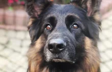 Ukraina: Komornicy sprzedają na aukcjach skonfiskowane psy
