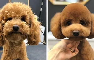 Psy które wyglądają prawie nie do poznania po wizycie u fryzjera