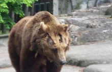 Petycja o ratunek dla warszawskich niedźwiedzi