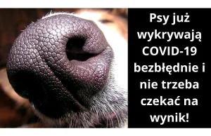 Psy wykrywają koronawirusa u ludzi - Szybko i bezbłędnie!