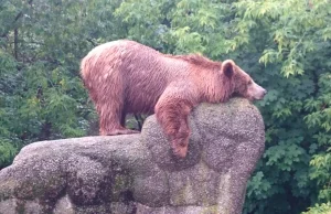 Warszawskie zoo przenosi misie. Nie wrócą już na ogólnodostępny wybieg