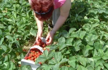 Pracownicy rolni z Ukrainy będą testowani na COVID-19 na koszt państwa